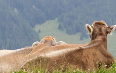 European milk quality