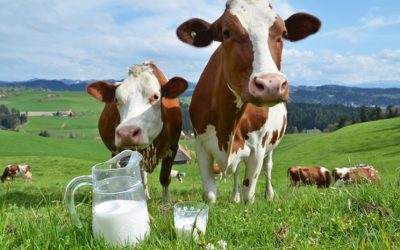 意大利乳业之光|奶牛品种的多彩传奇