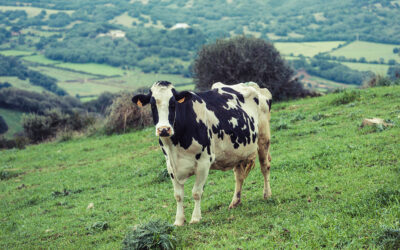 快乐奶牛孕育优质乳品——以动物福利为核心承诺