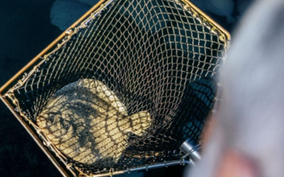 Neptura: DAG Communication supports the international debut of the premium aquaculture brand